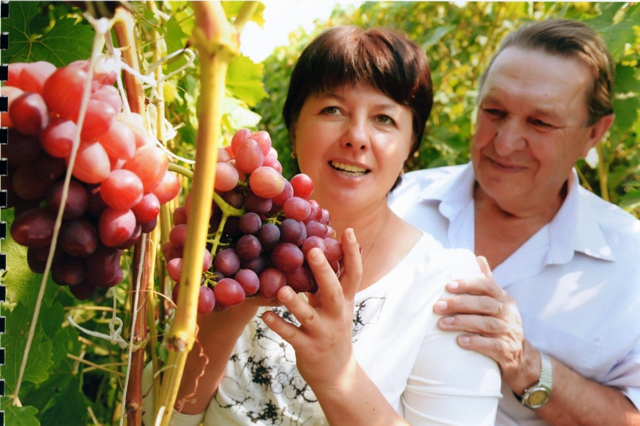 Армянский виноград кишмиш