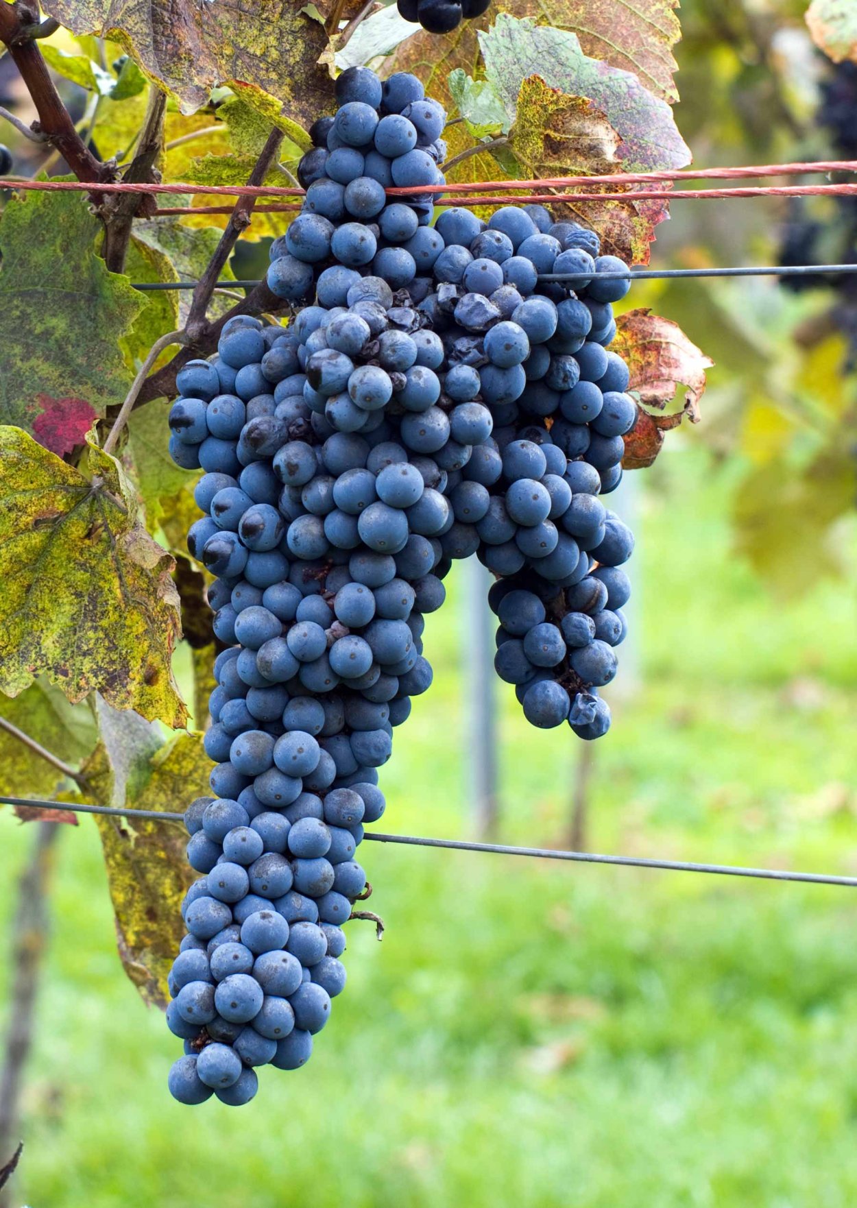 Сорта винограда в Турции