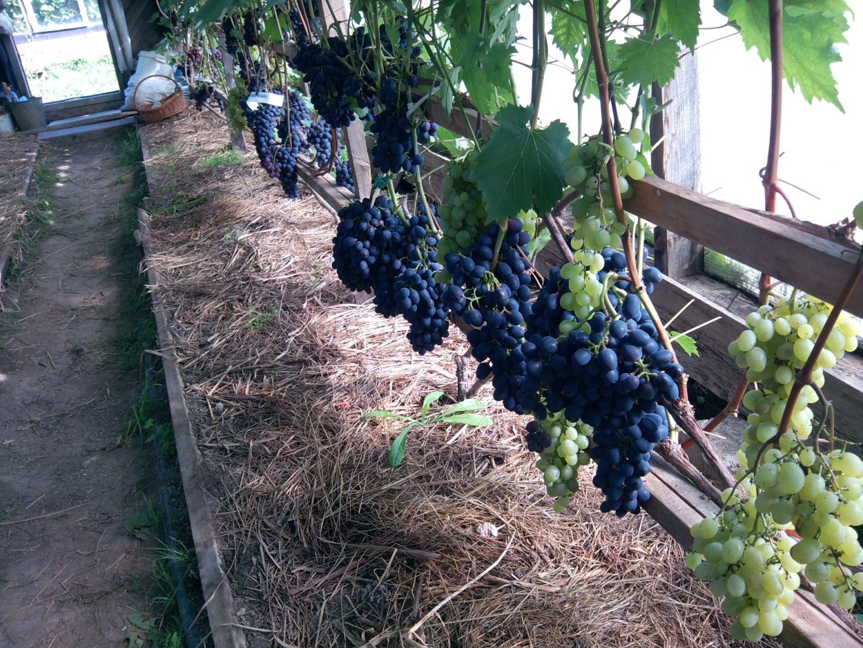 Александроули сорт винограда