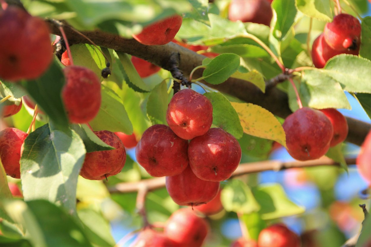 Яблоня Ранетки Райские яблочки