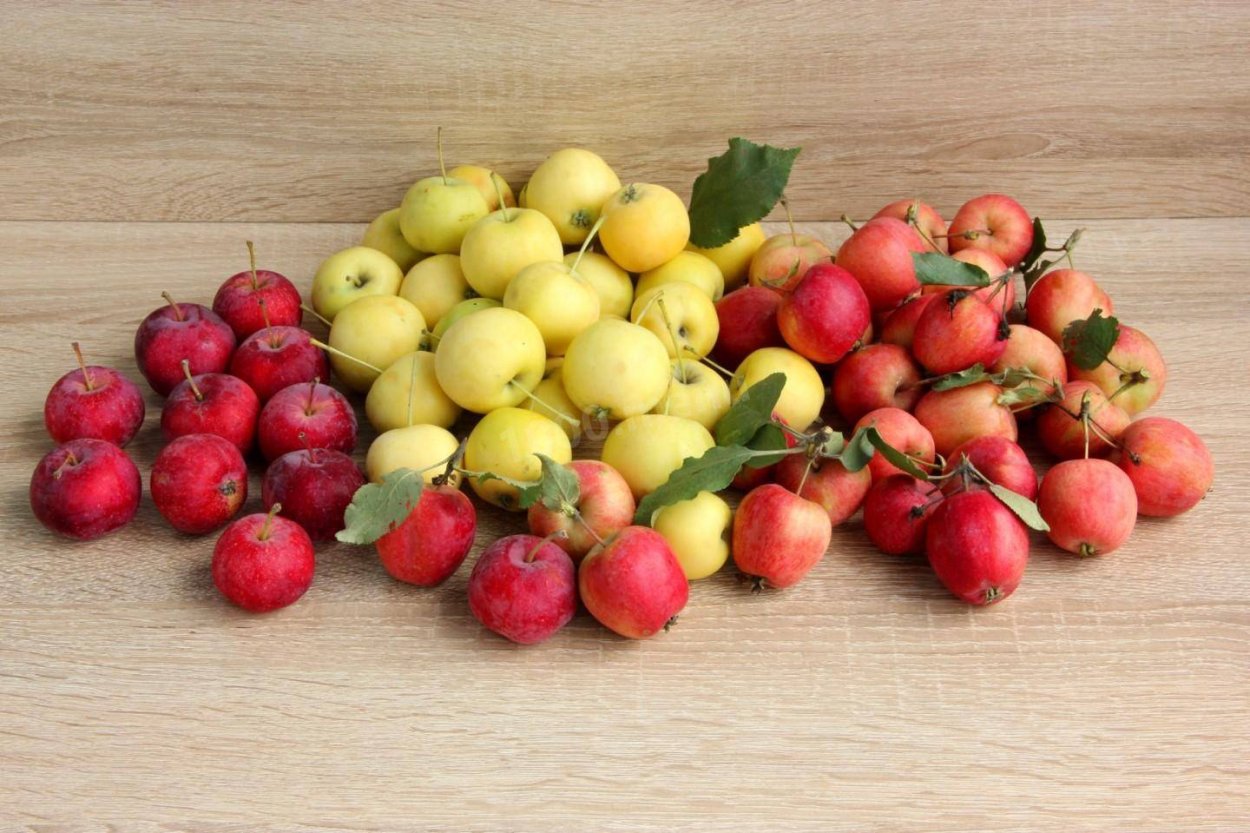 Ветка с плодами