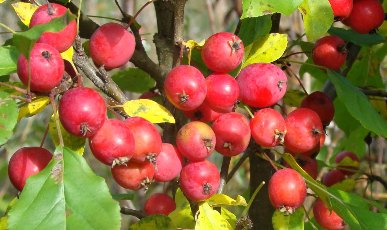 Яблоня китайка Райские яблочки