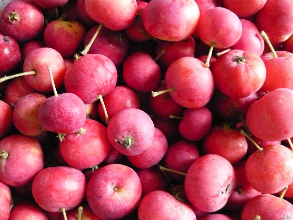 Ранетки ягода