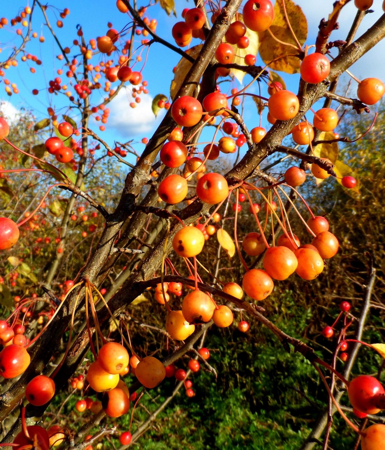 Яблоня Сибирская Malus baccata