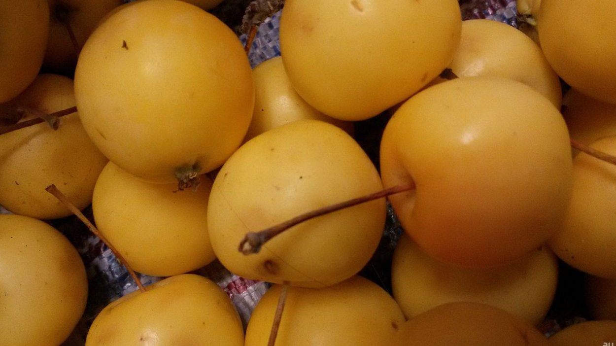 Яблоня Дикая Лесная дерево