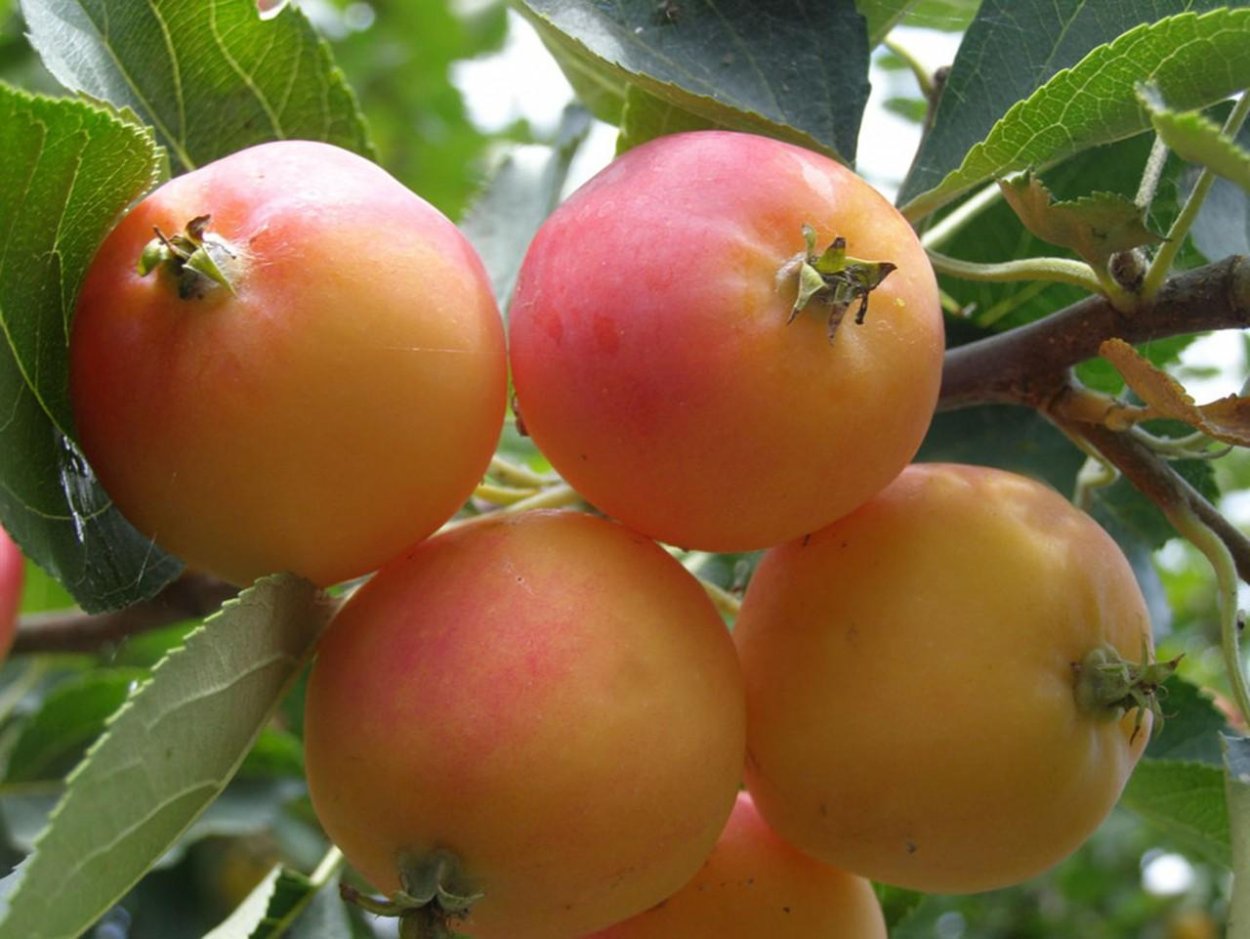 Яблоня полукультурка воспитанница