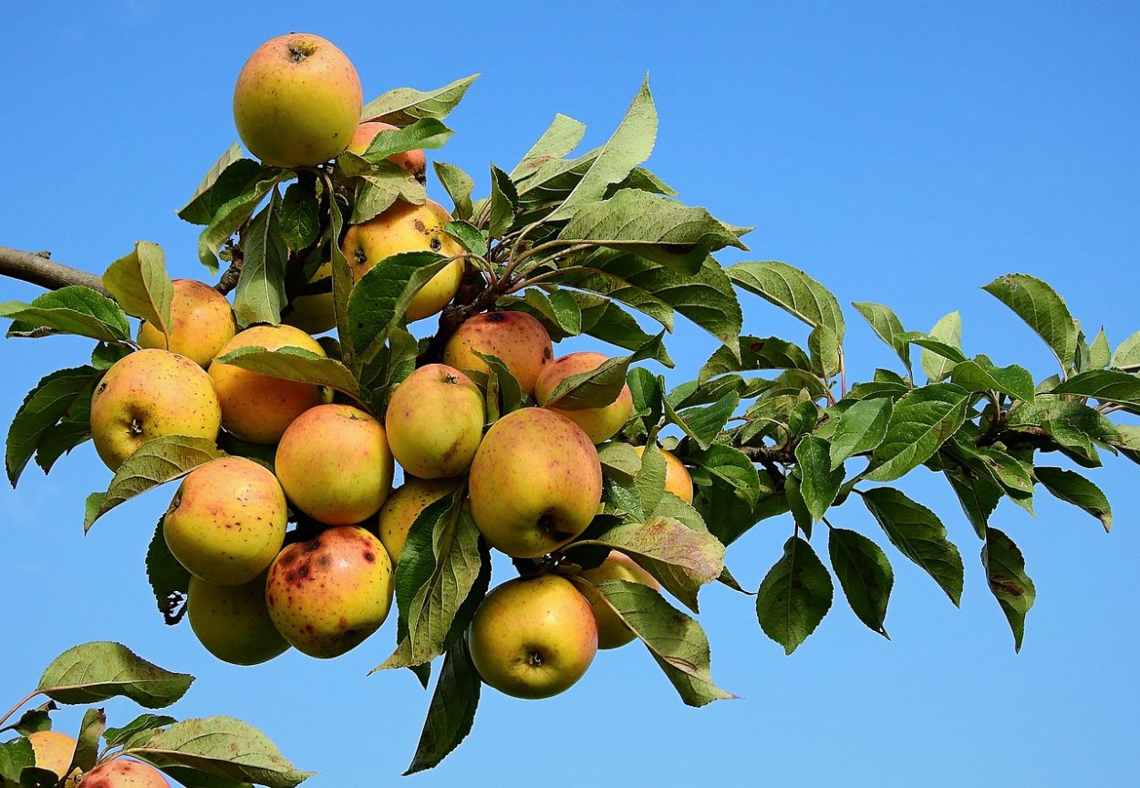 Дикая яблоня с яблоками