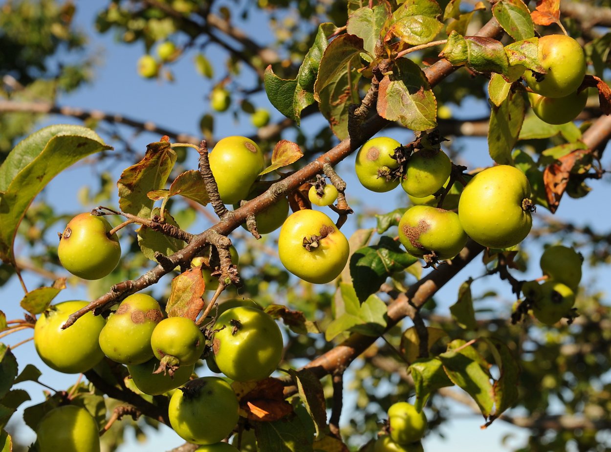 Яблоня Лесная (Дикая) (Malus Sylvestris)