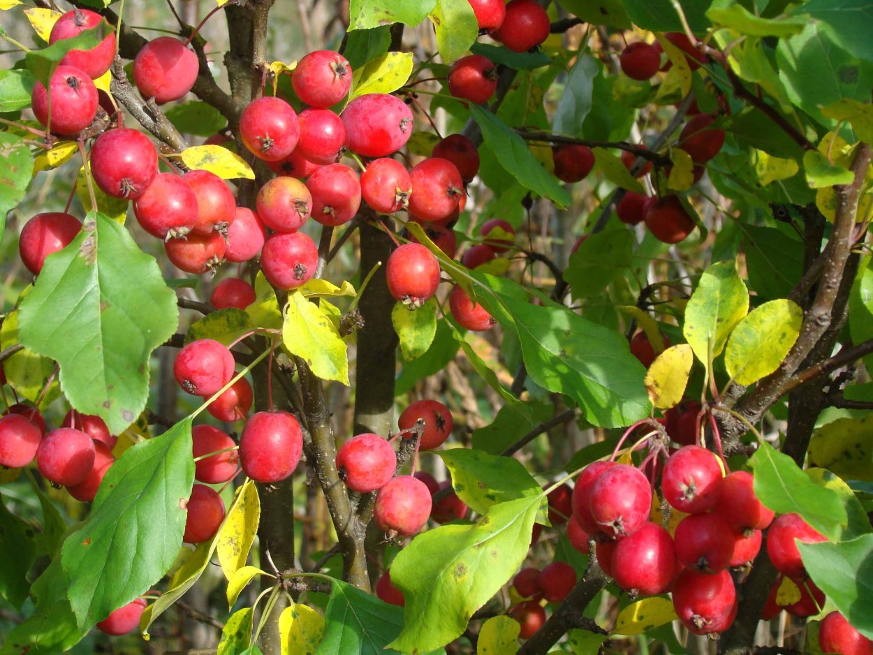 Яблоня Лесная Malus Sylvestris