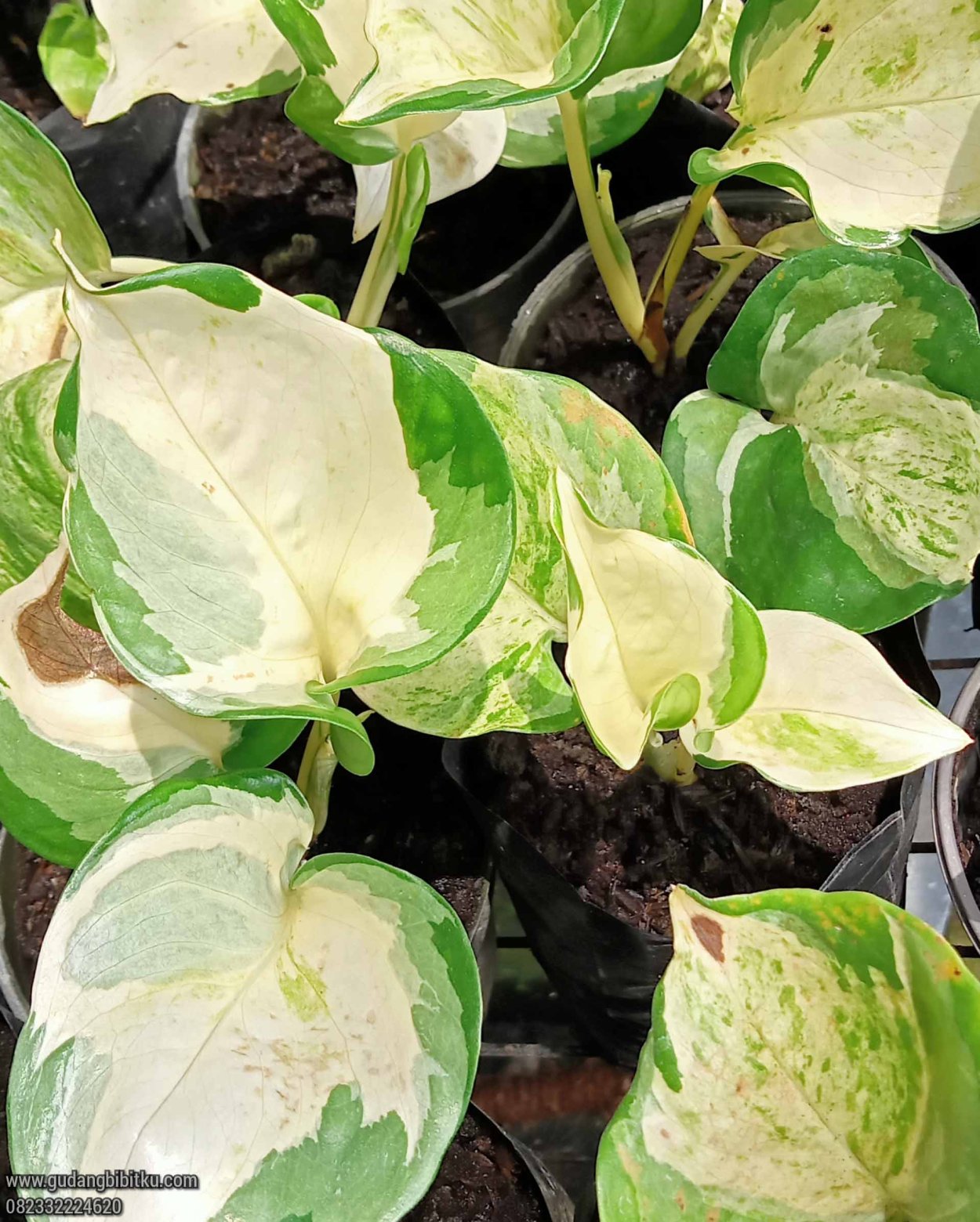 Потос и Филодендрон