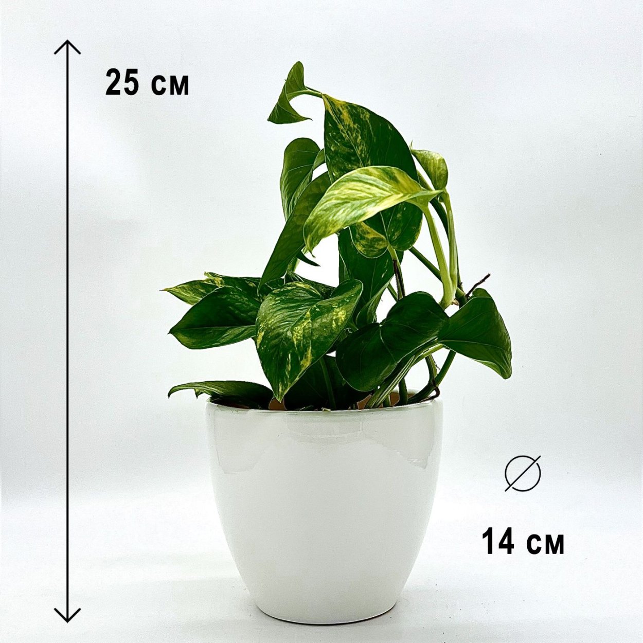 Манжула Потос