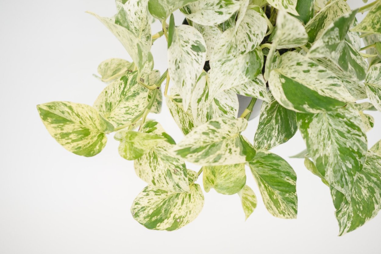 Сциндапсус тайский клон