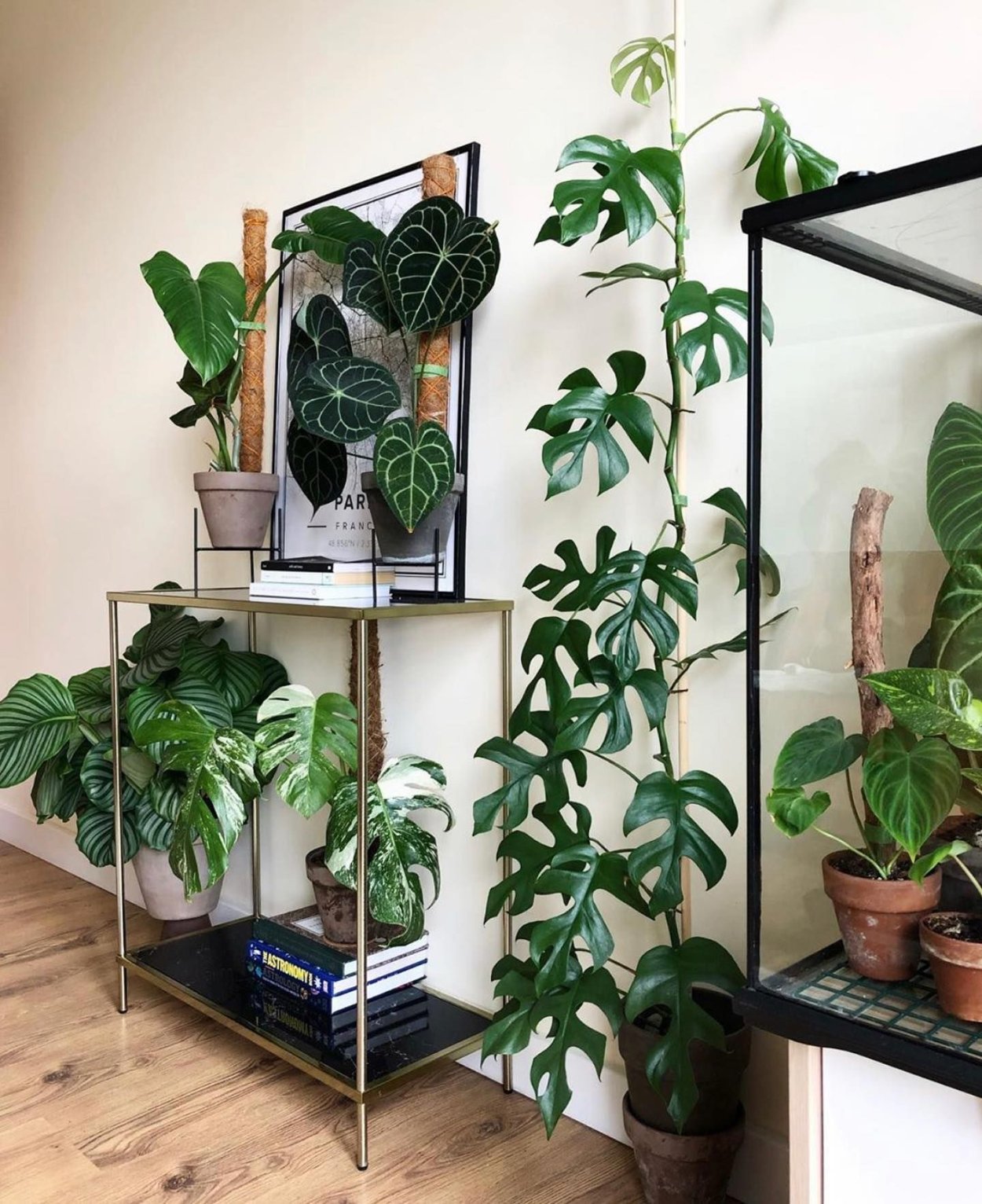 Сциндапсус перистый Альба