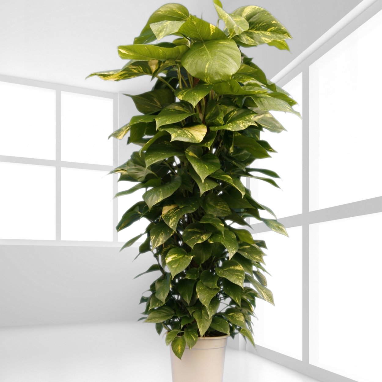 Эпипремнум Happy Leaf