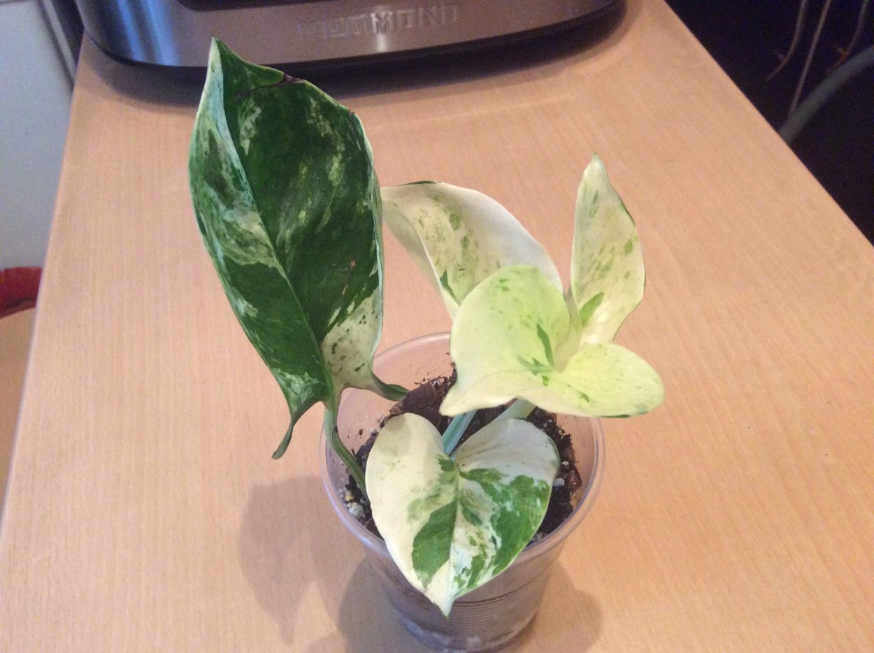 Сциндапсус Пиктус Сильвер