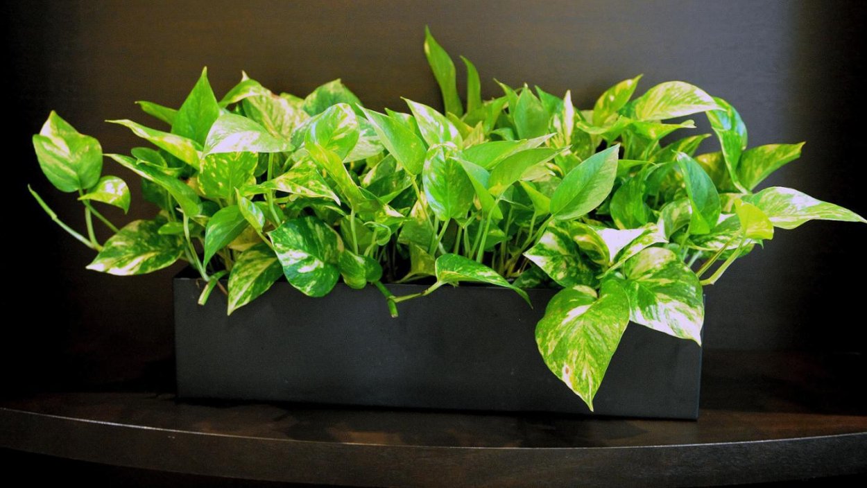 Сциндапсус Блю вельвет