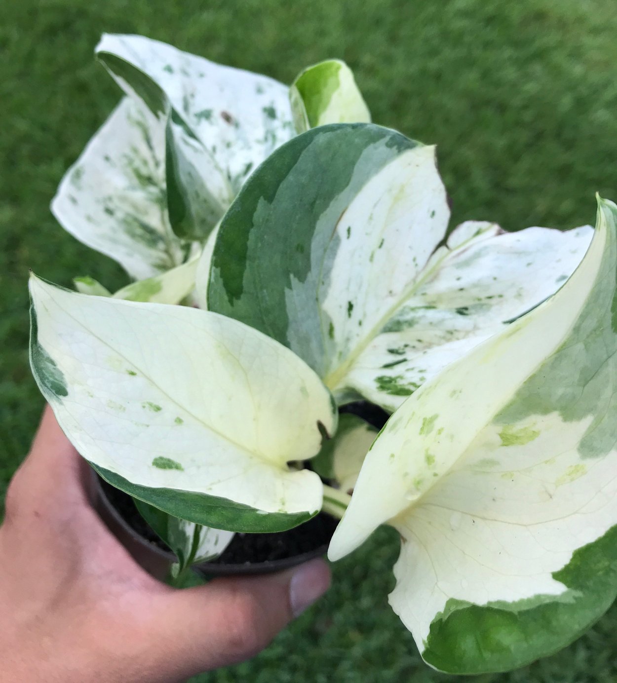 Эпипремнум Манжула