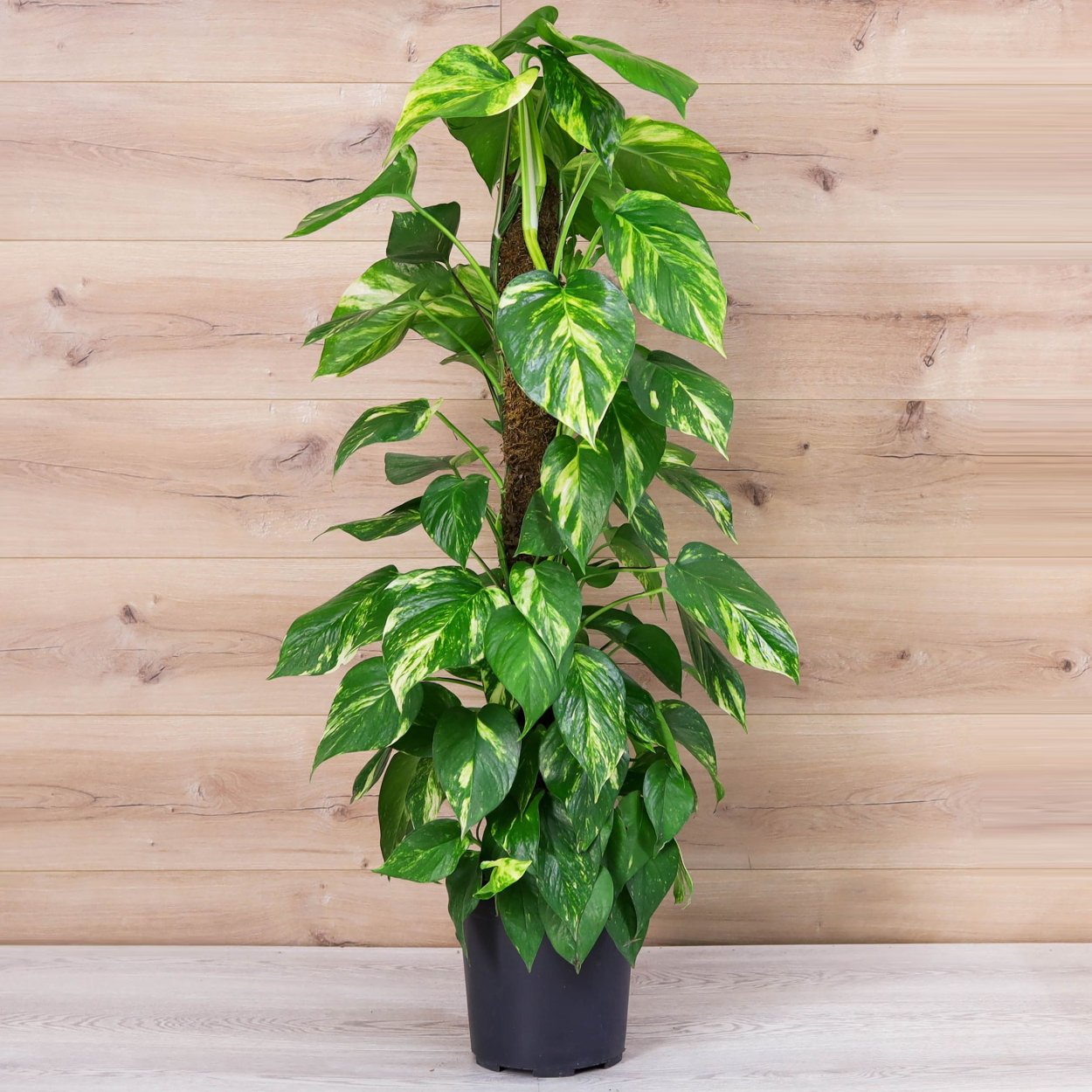 Сциндапсус Aureum