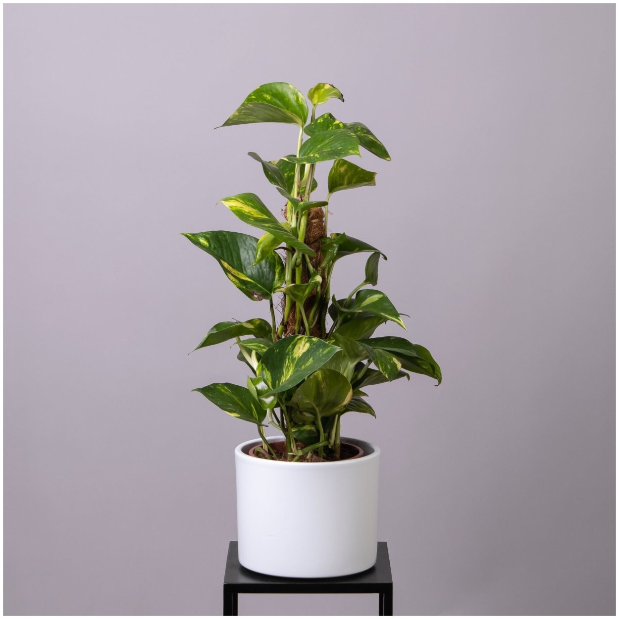 Филодендрон сциндапсус