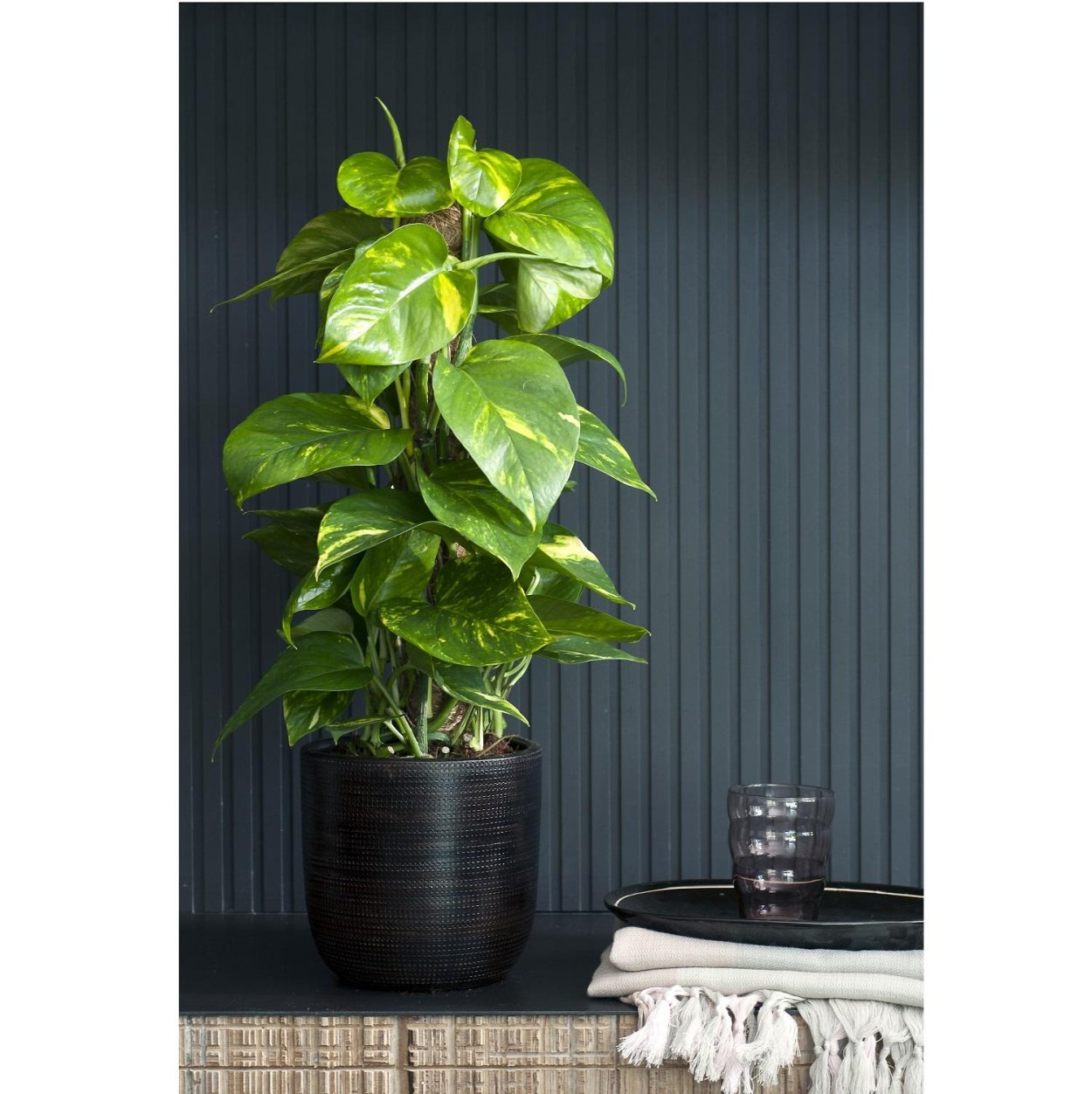 Эпипремнум Манжула