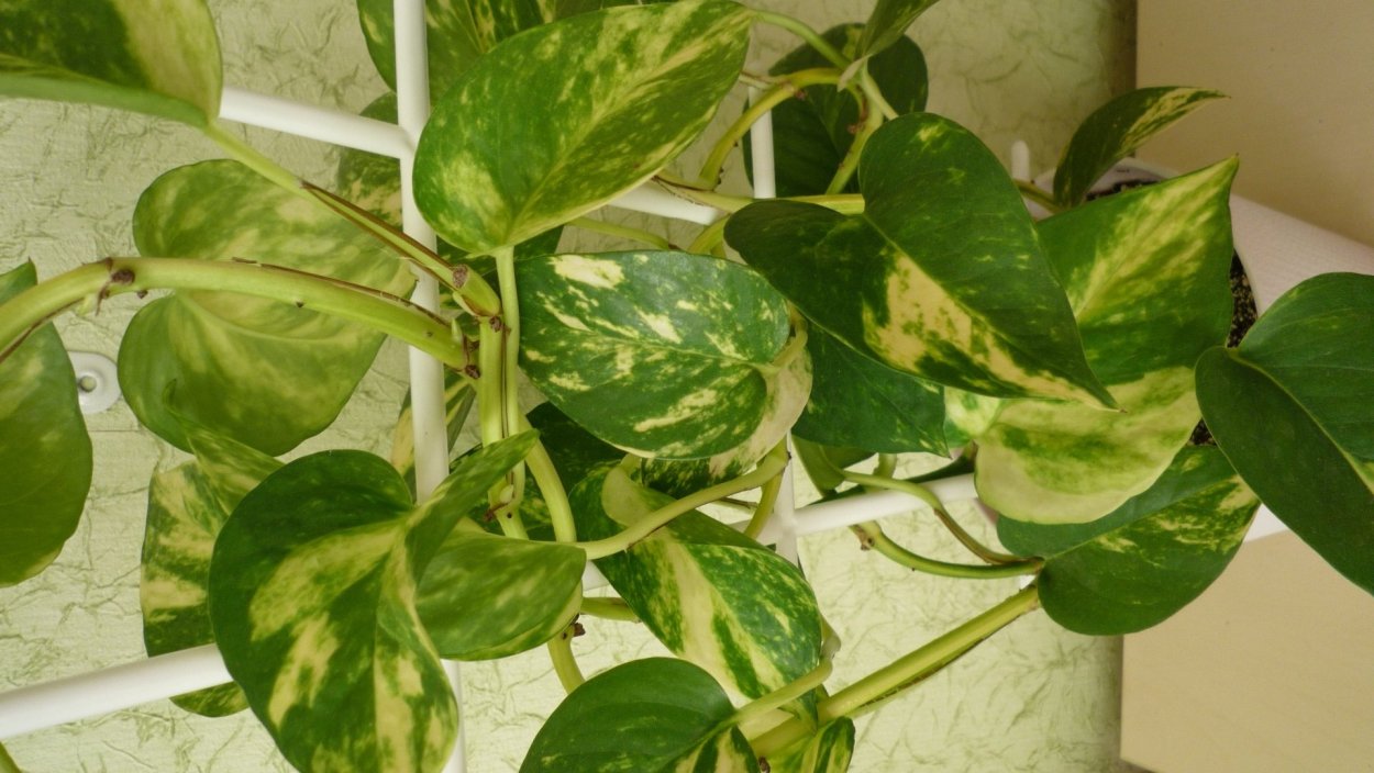 Сциндапсус Марбл Эппл