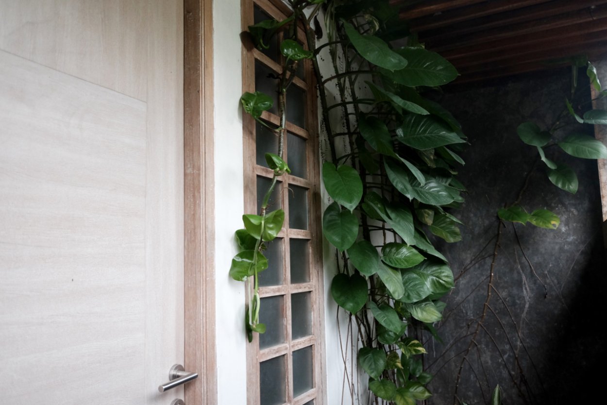 Лиана Эпипремнум