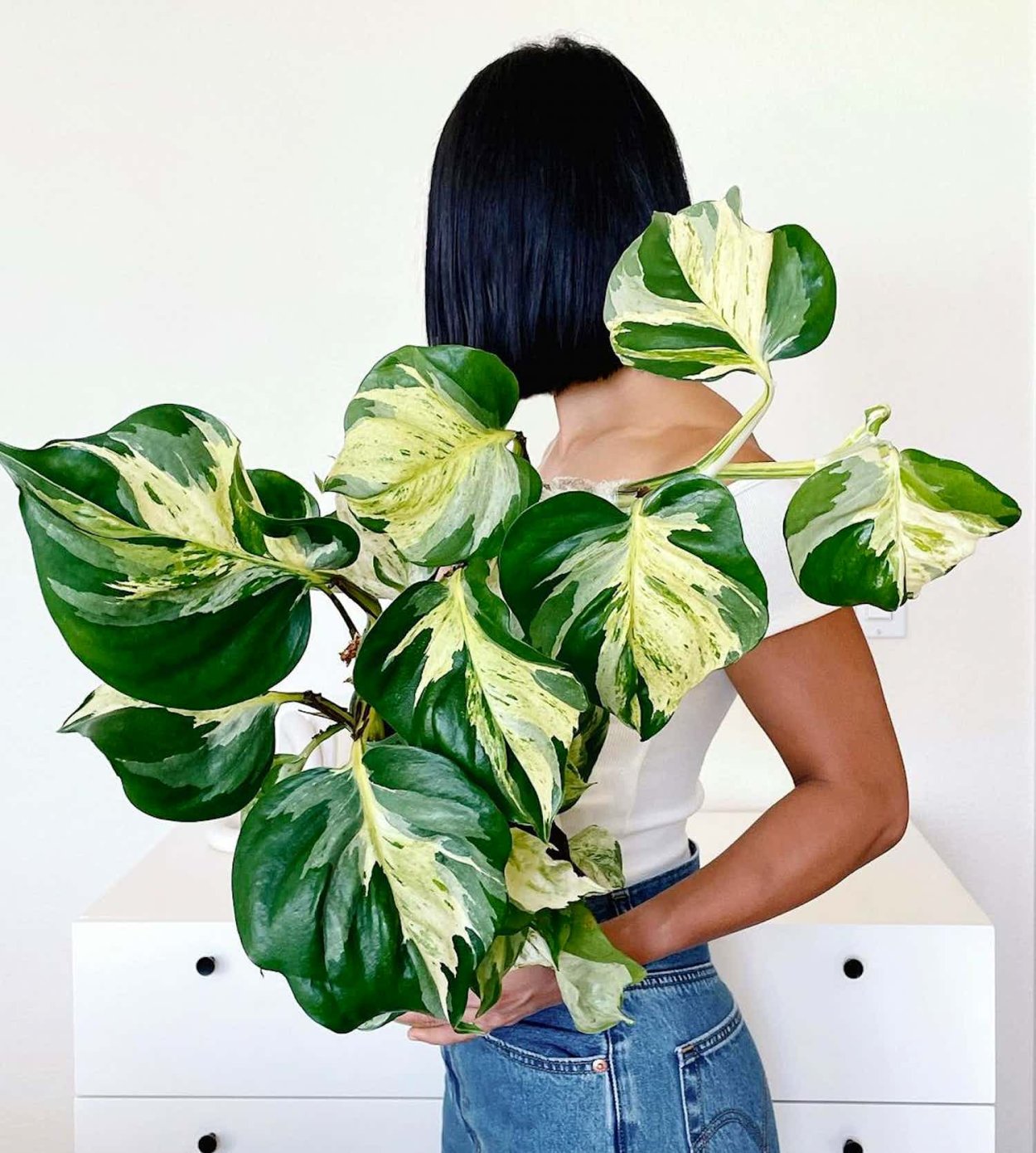 Эпипремнум Манжула