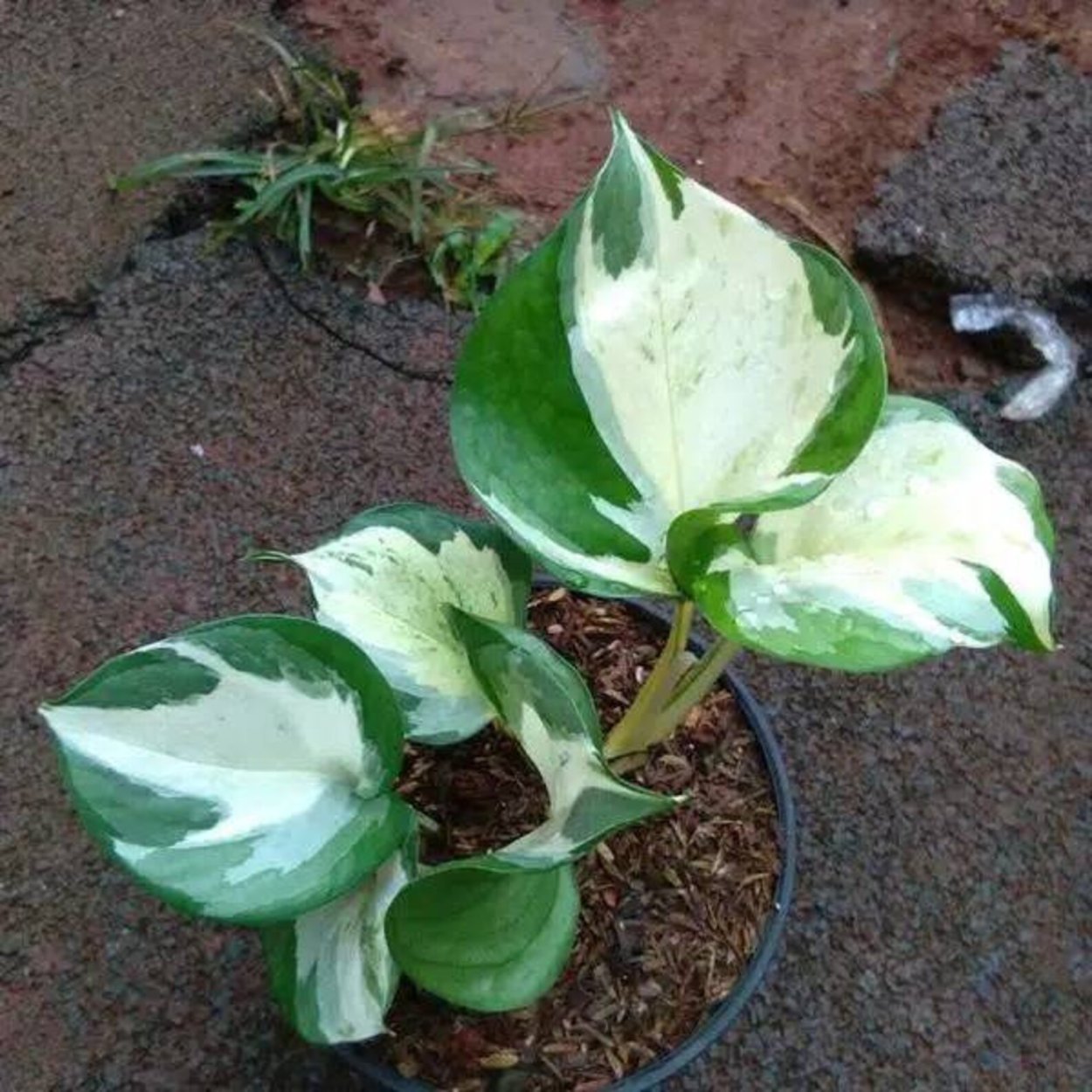 Manjula Pothos