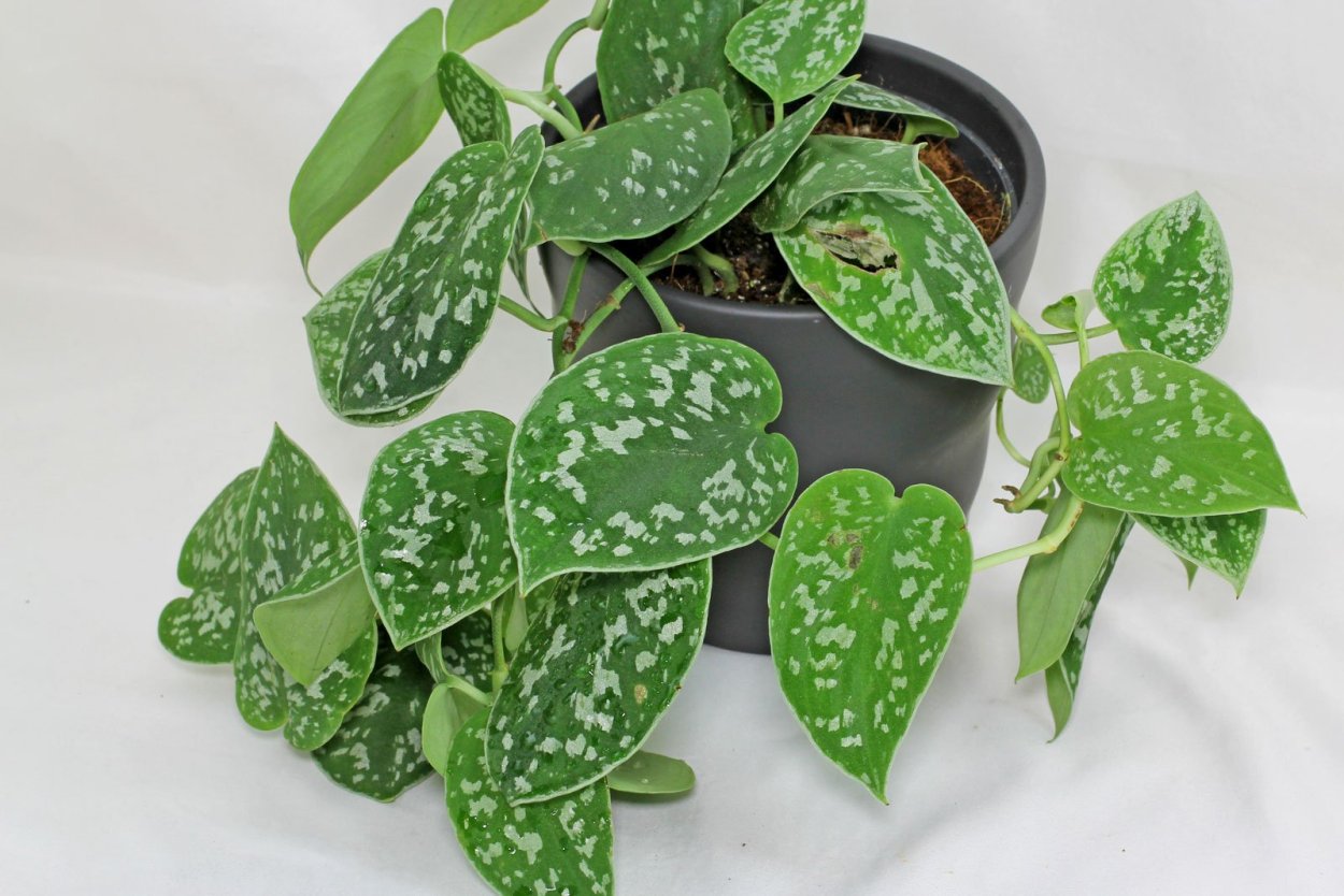 Эпипремнум Джейд