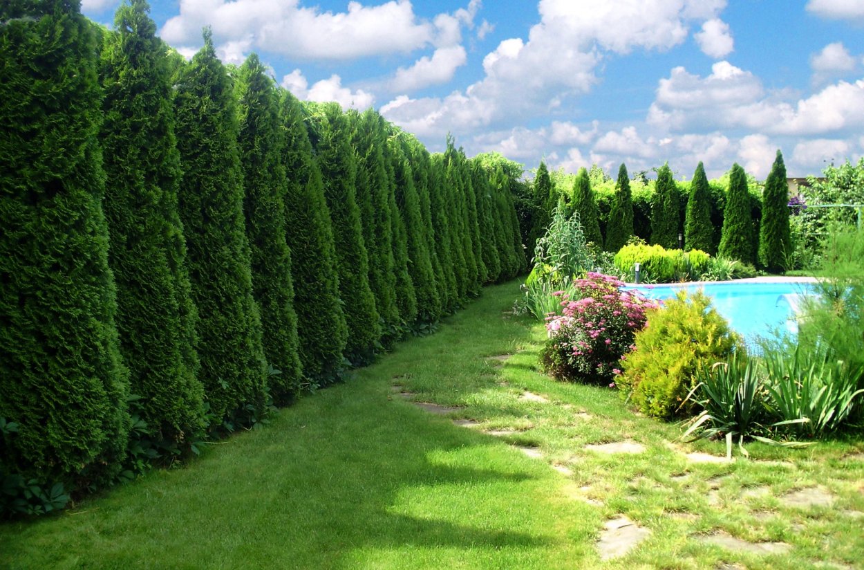 Туя Колумна в саду