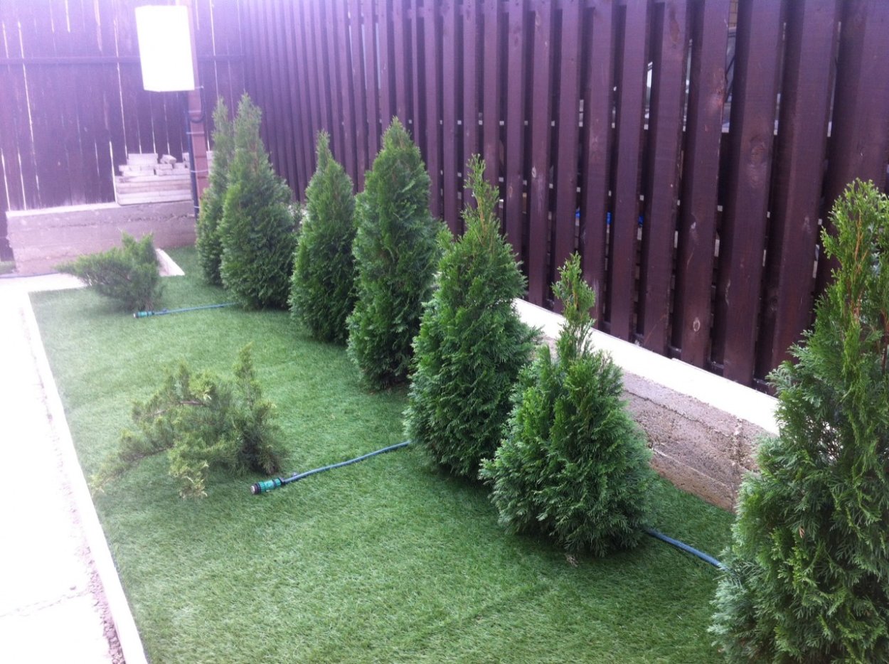 Туя Смарагд Спиралис