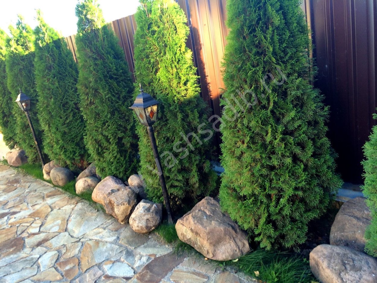 Можжевельник Блю Эрроу туя Smaragd