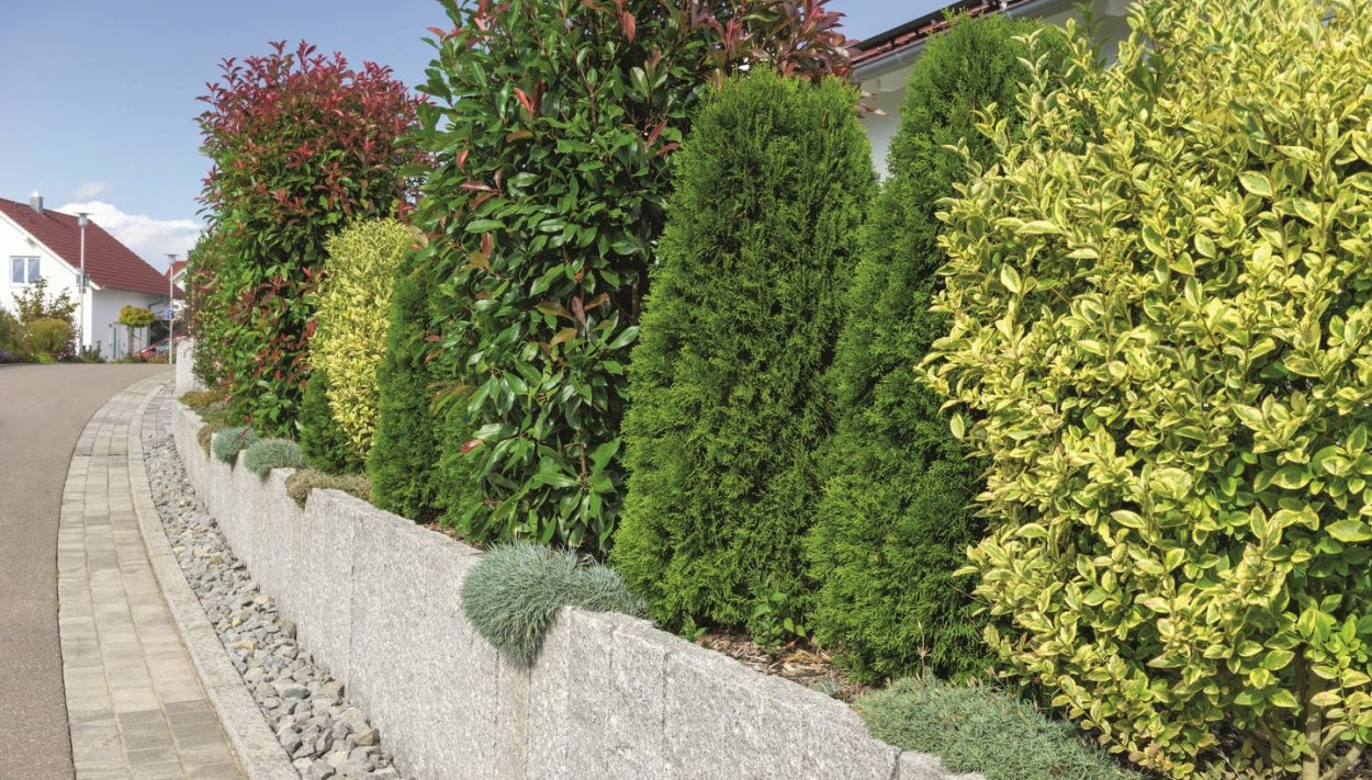 Туя Голден Смарагд изгородь
