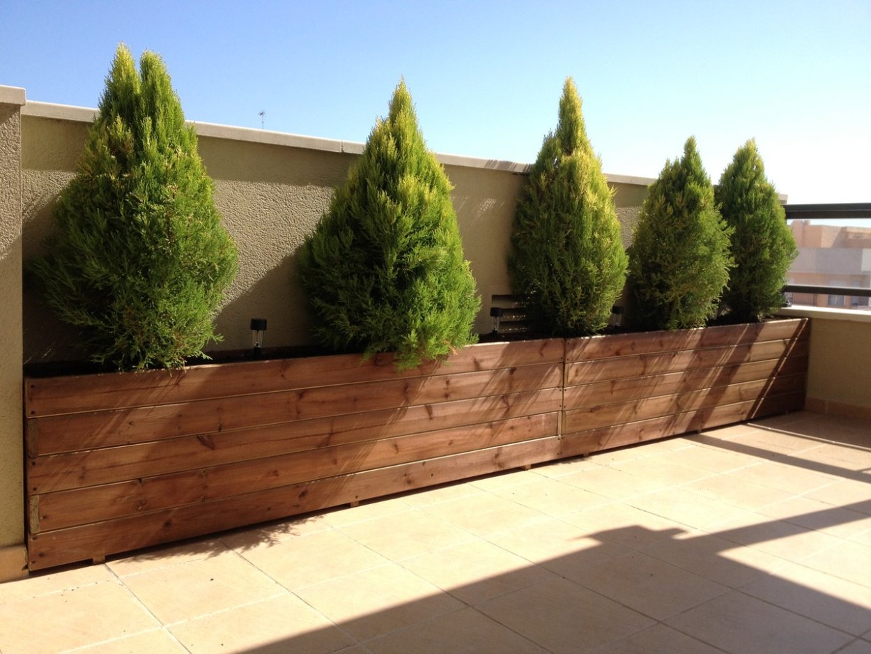 Туя Смарагд Тоскана