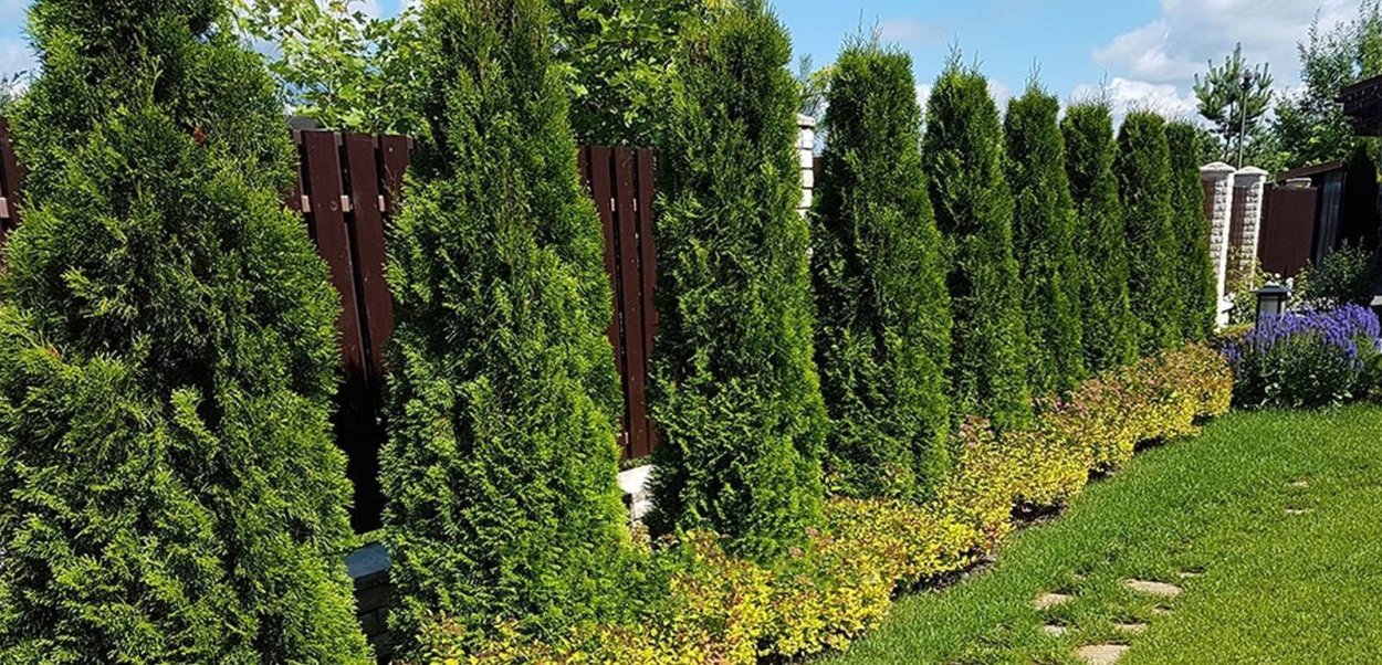 Изгородь из туи Смарагд и Даника