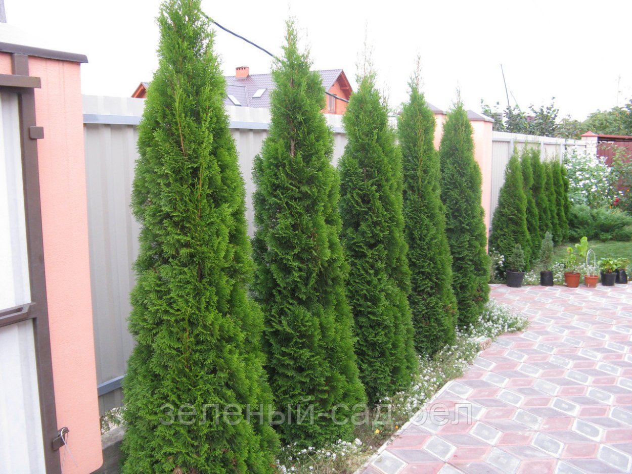 Туя Западная темно-зеленая "Смарагд