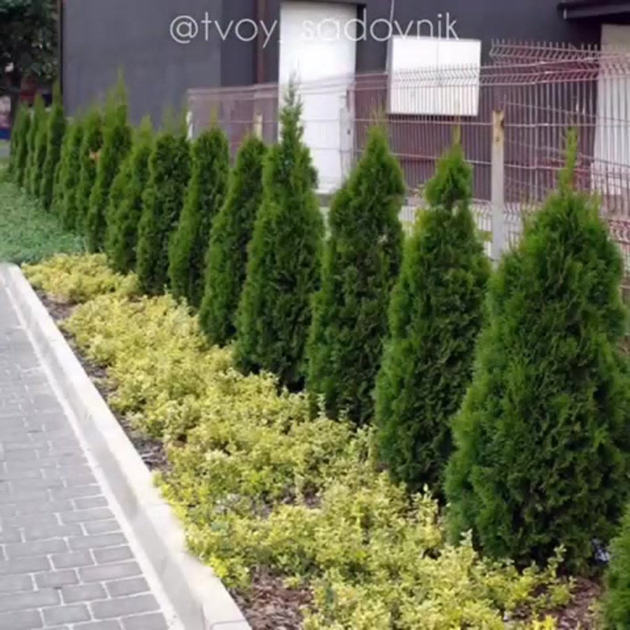 Туя Смарагд в тени у забора