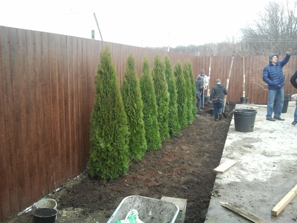 Туя Брабант изгородь