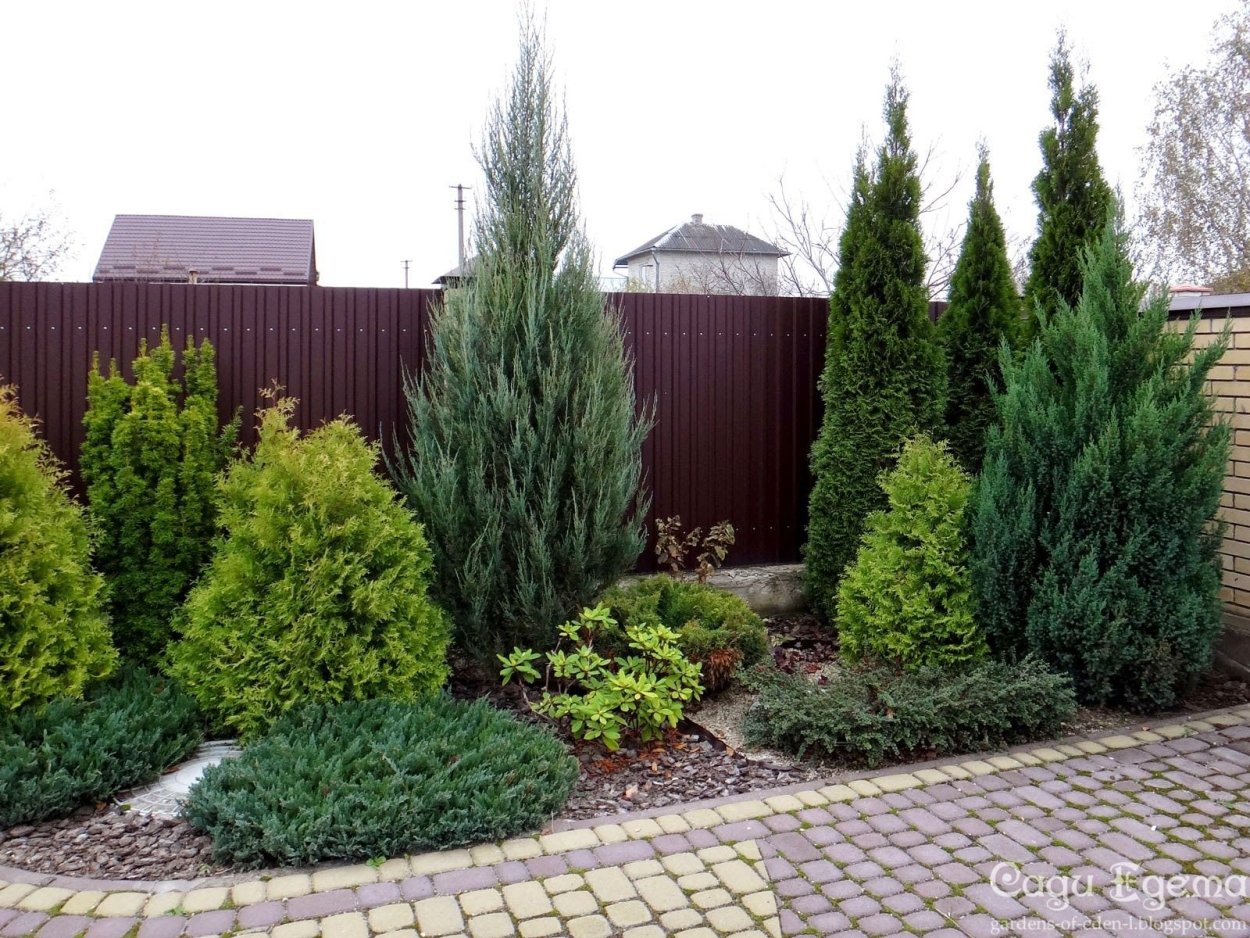 Хвойная изгородь