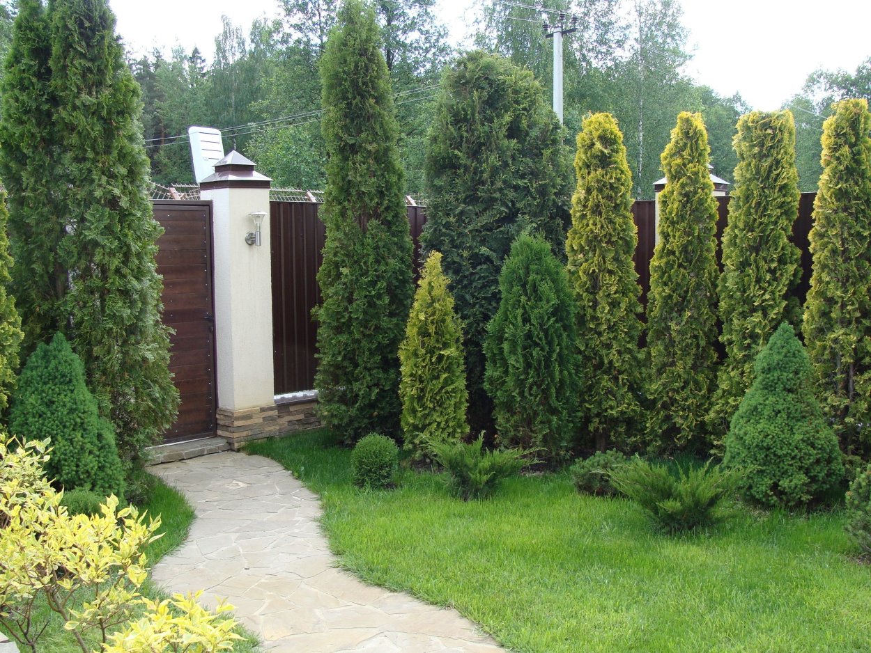 Туя Смарагд посадка