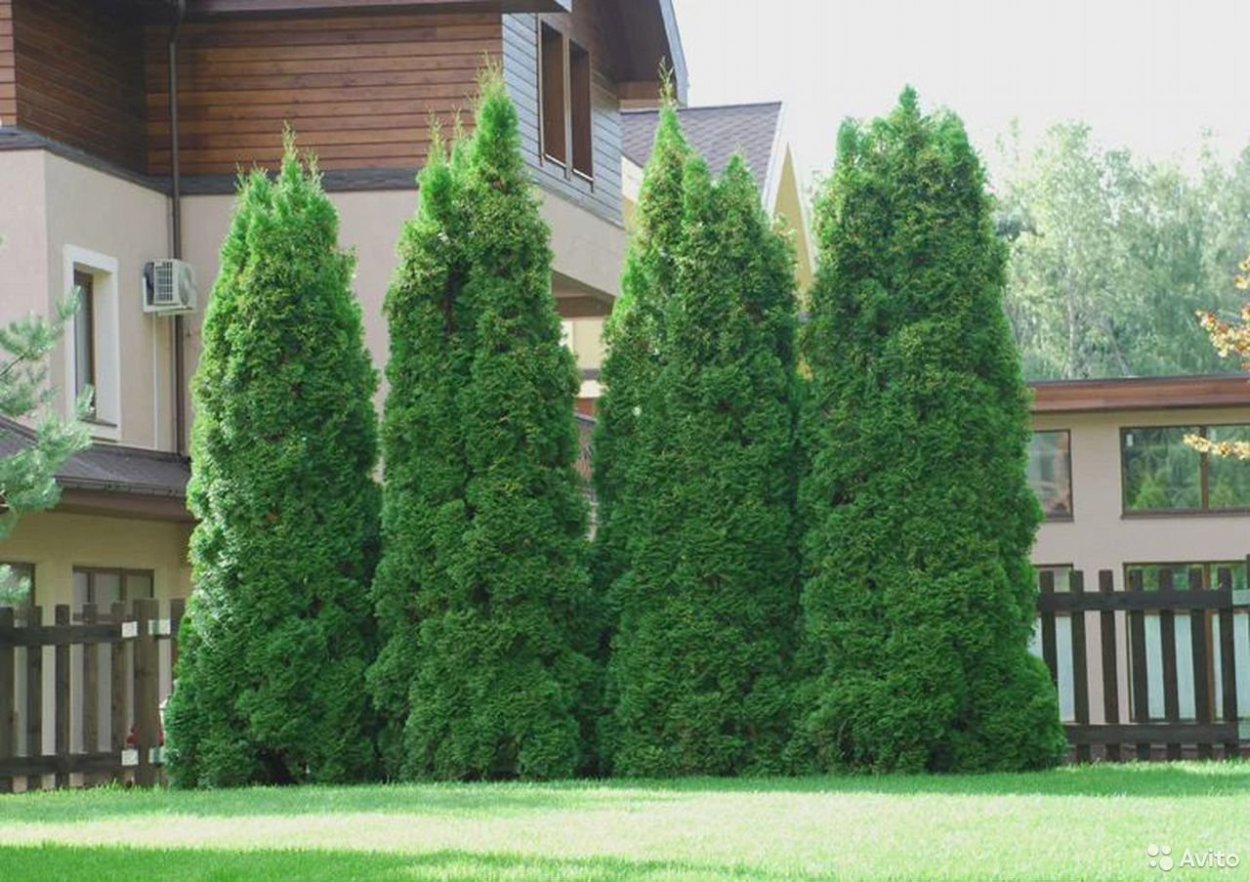 Хвойный рокарий вдоль забора