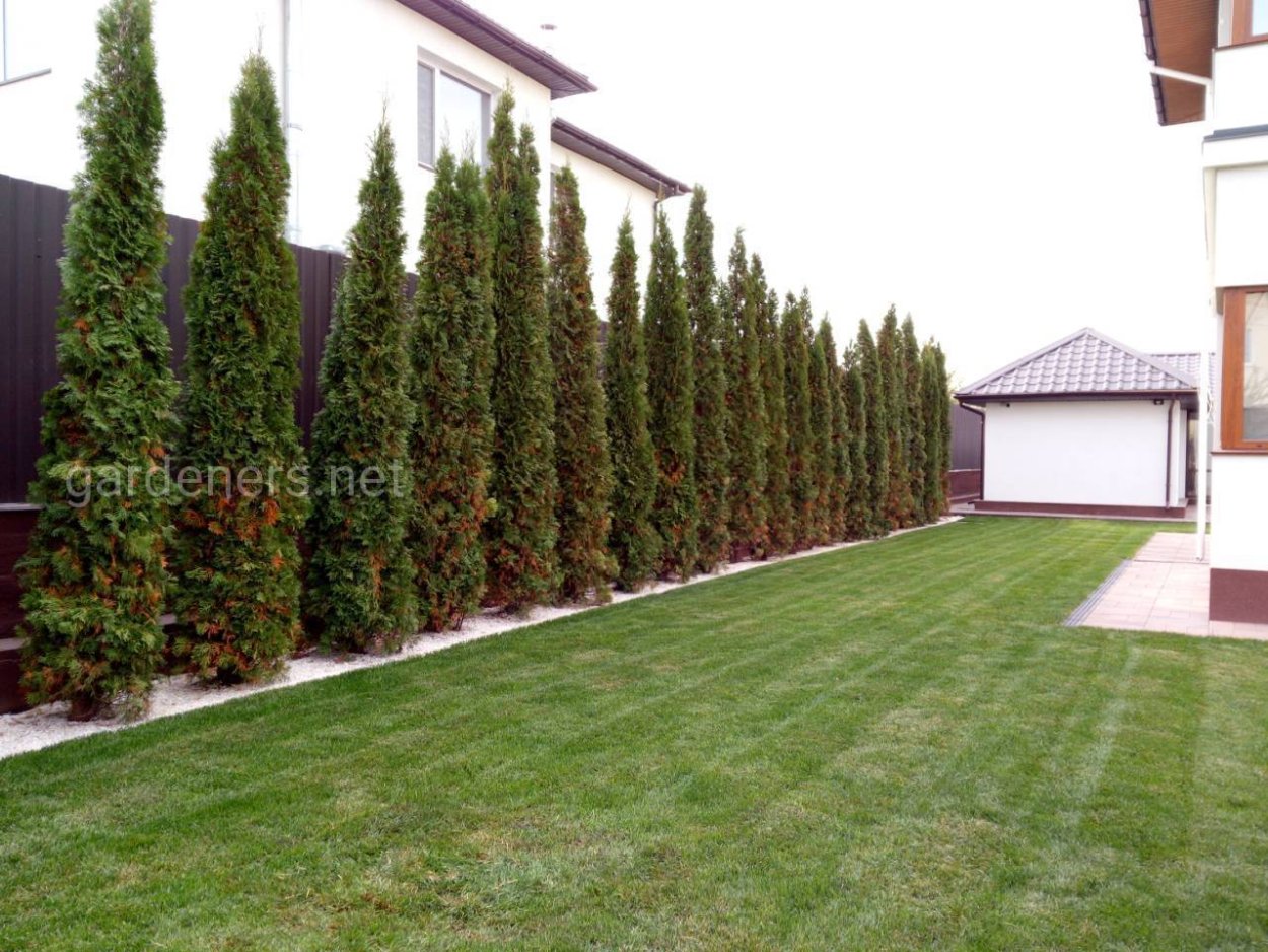 Туя Смарагд у забора