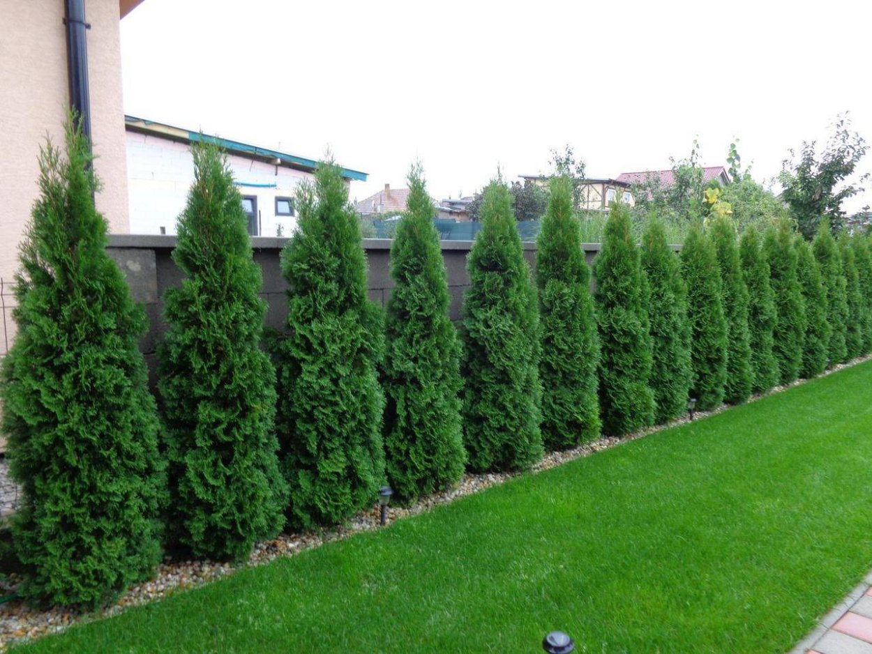 Туи Смарагд перед забором