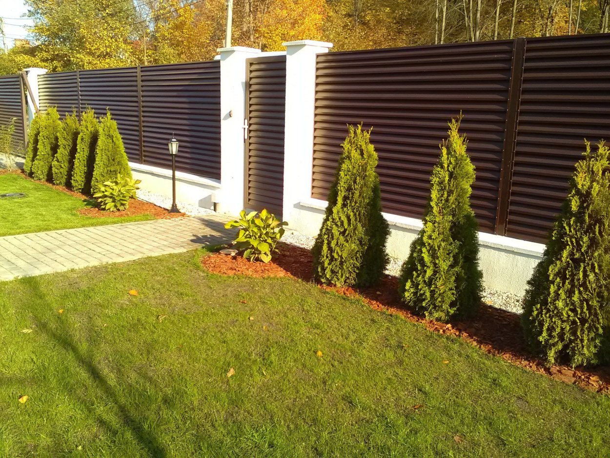 Туя Смарагд вдоль забора