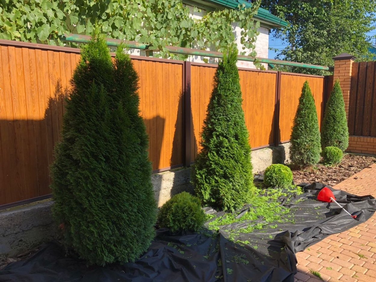 Туя Западная Смарагд Живая изгородь