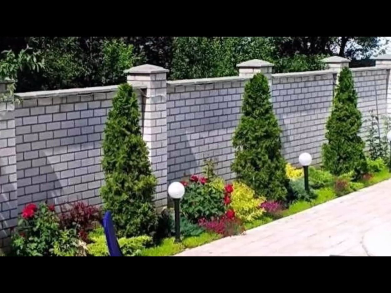 Туи Брабант вдоль забора