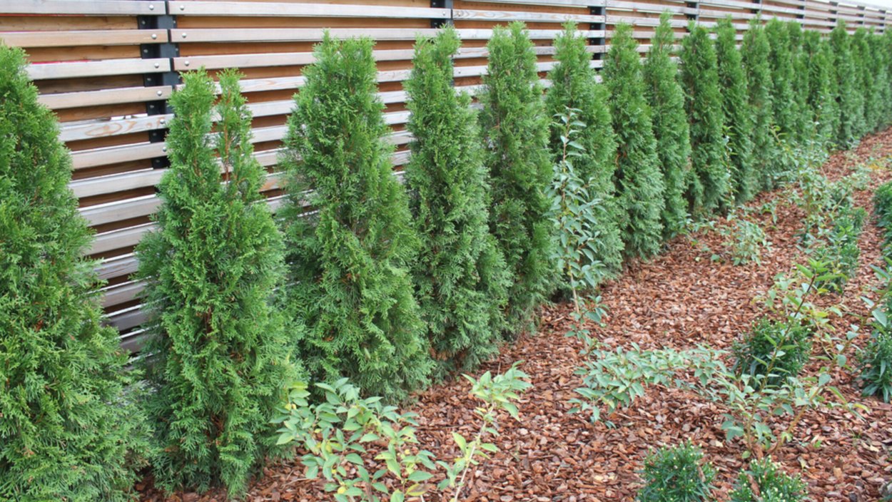 Хвойная клумба с туями Смарагд