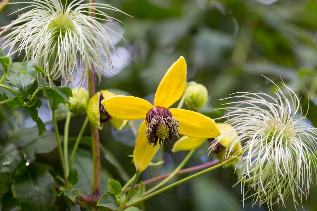 Клематис тангутский