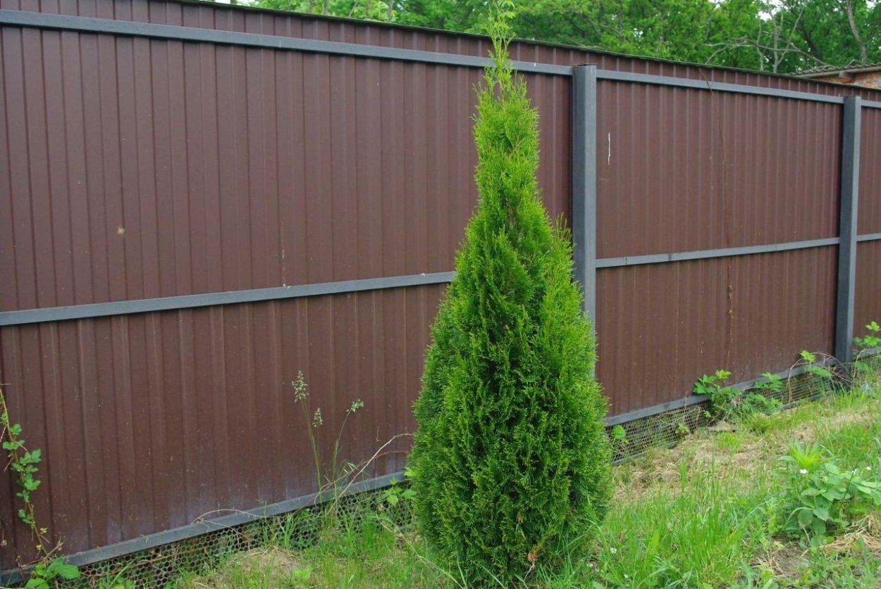 Туя Западная Пирамидалис компакта (pyramidalis compacta)