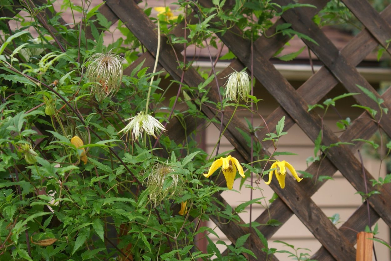 Клематис желтого цвета Еллоу Квинн